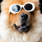 Gallery Detail: Can Dogs Eat Xanthan Gum Vet Approved Safety Guide 2026