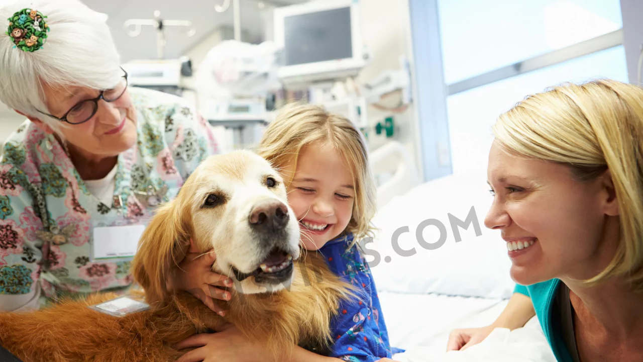 How to Train a Therapy Dog for Hospitals (2024)