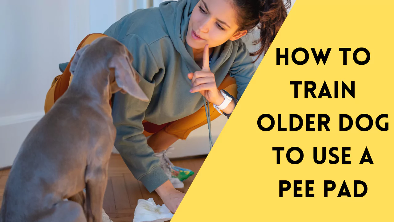 How to Train Older Dog to Use a Pee Pad