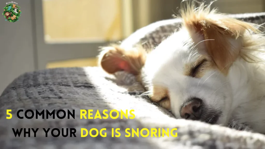 5 Common Reasons Why Your Dog is Snoring