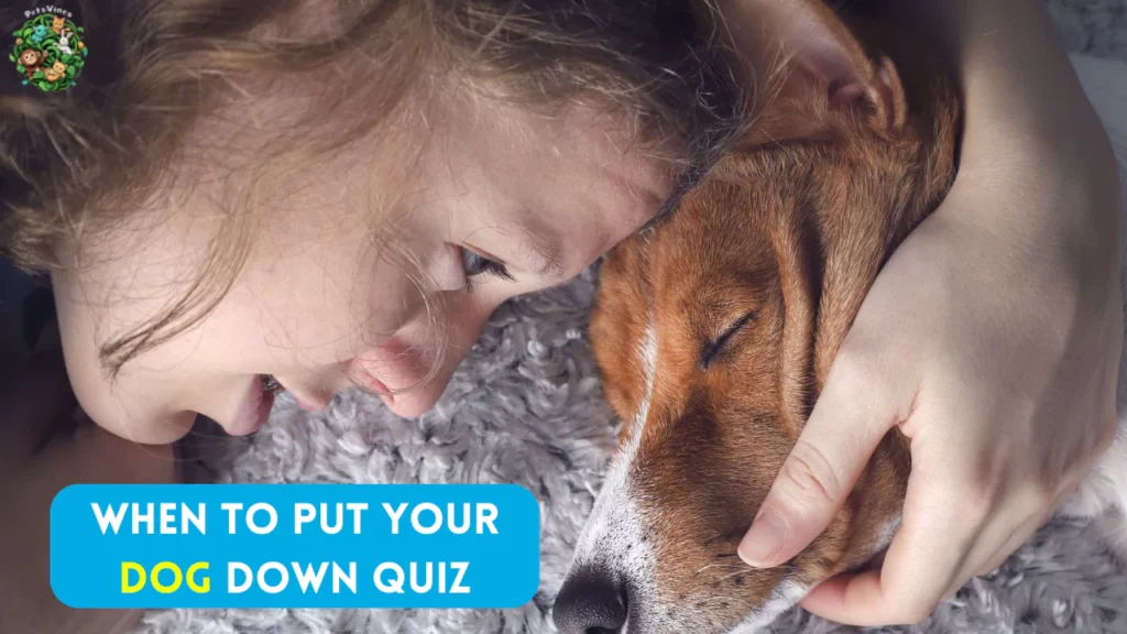when to put your dog down quiz