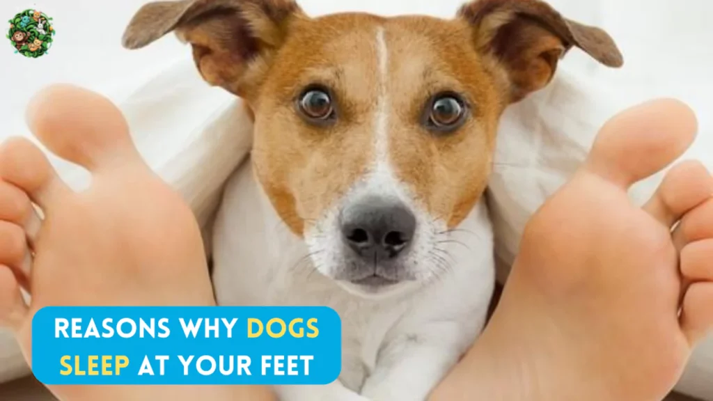 Why Does My Dog Sleep at My Feet?