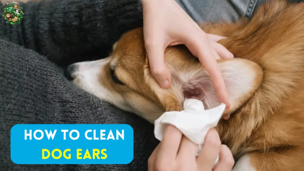 Best Ways to Clean Dog Ears & Remove Skunk Smell Fast!