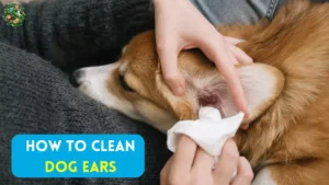 Best Ways to Clean Dog Ears & Remove Skunk Smell Fast!
