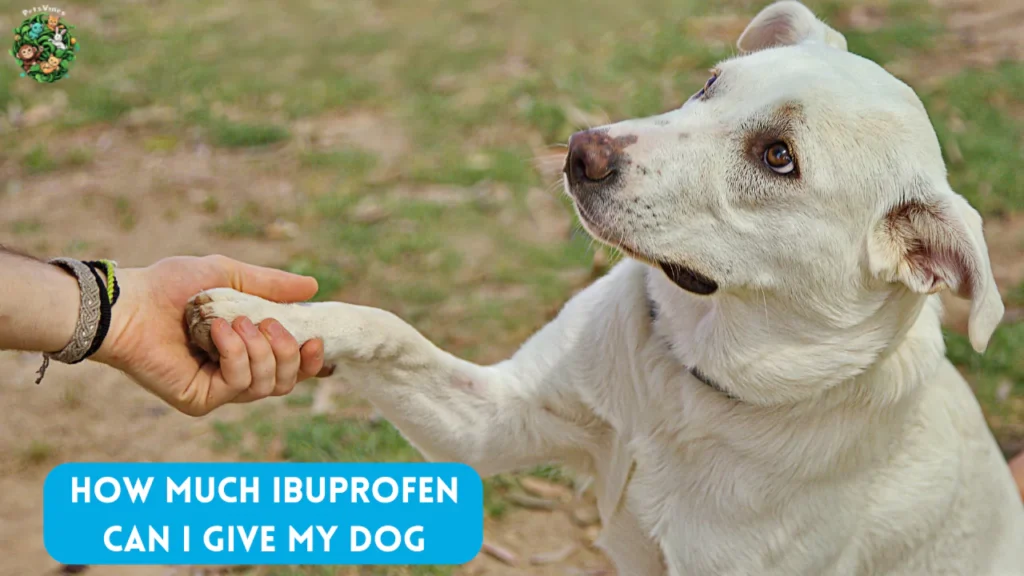 How Much Ibuprofen Can I Give My Dog