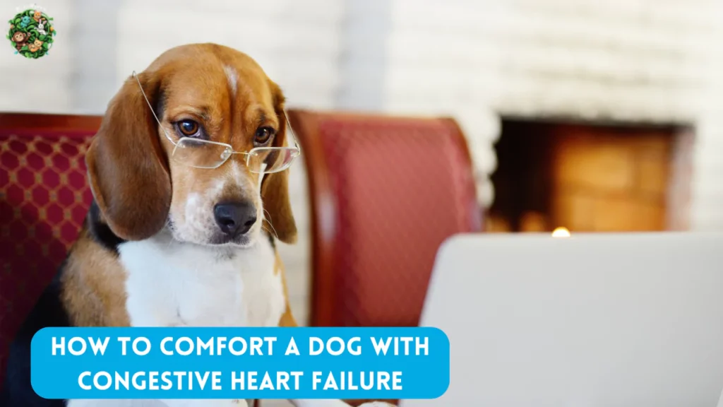 How to Comfort a Dog with Congestive Heart Failure