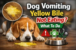 Dog Vomiting Yellow Bile Not Eating? What To Do | Expert Vet Guide