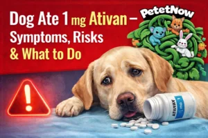 Dog Ate 1 mg Ativan – Symptoms, Risks & What to Do