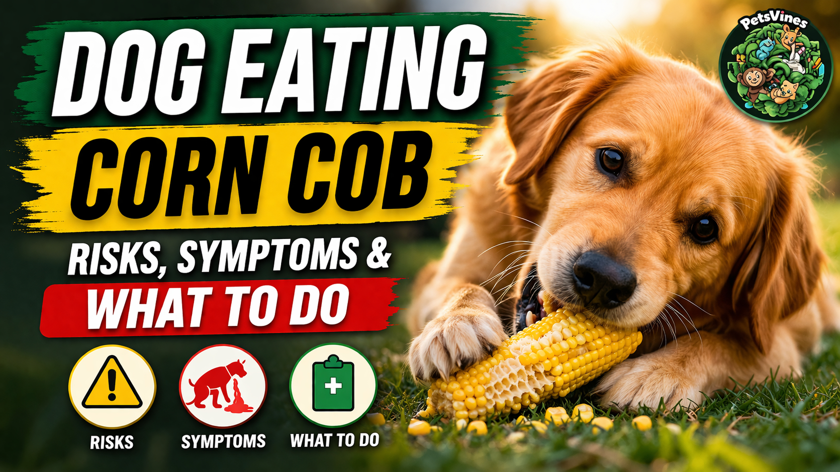 Dog Eating Corn Cob – Risks, Symptoms & What to Do