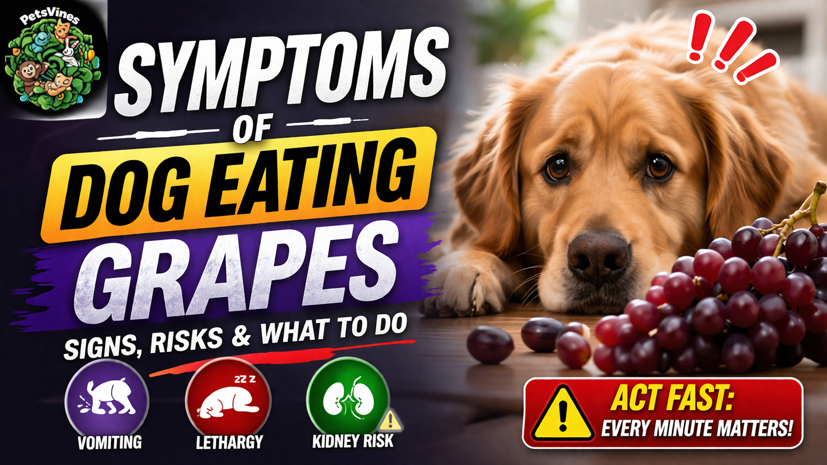 Symptoms of Dog Eating Grapes: Signs, Risks & What to Do