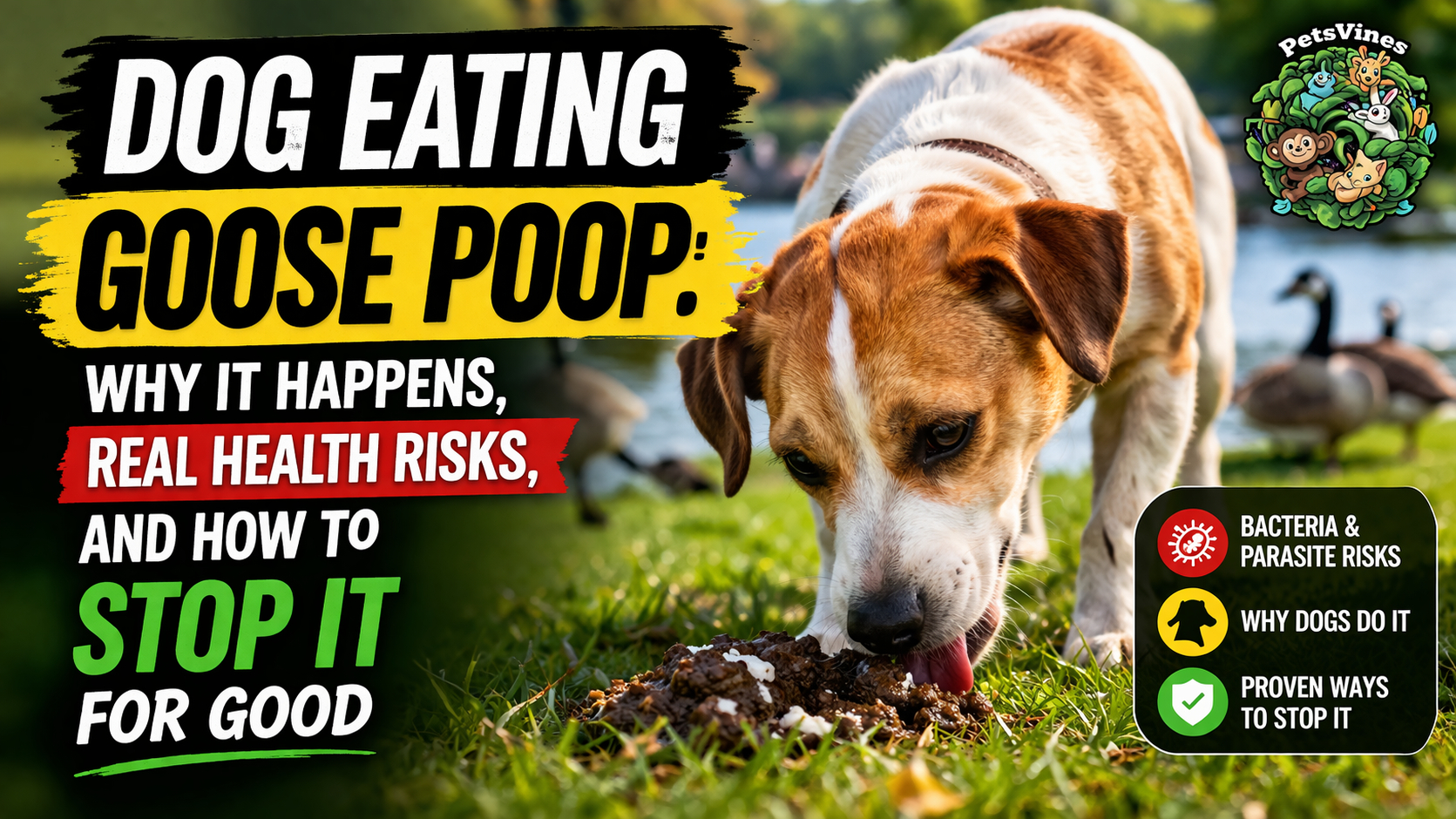 Dog Eating Goose Poop: Why It Happens, Real Health Risks, and How to Stop It for Good