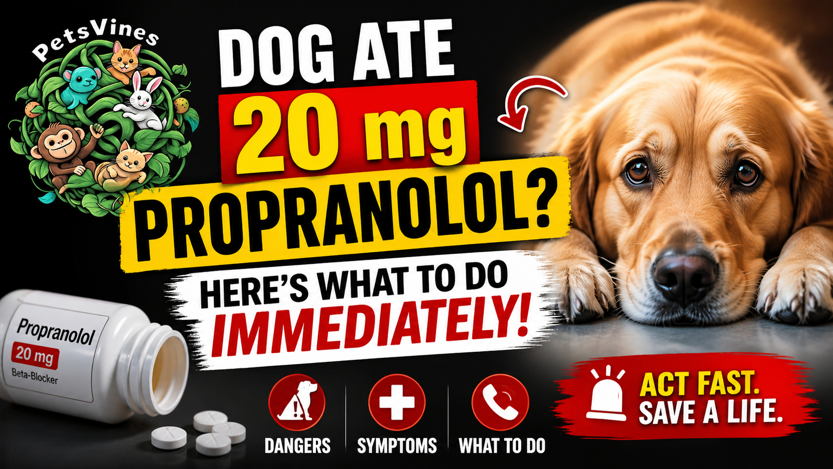 Dog Ate 20 mg Propranolol? Here's What to Do Immediately