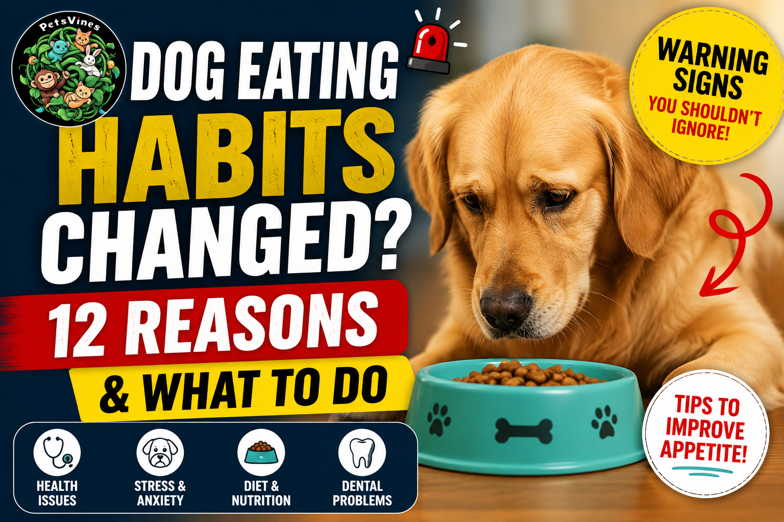 Dog Eating Habits Changed? 12 Reasons & What to Do