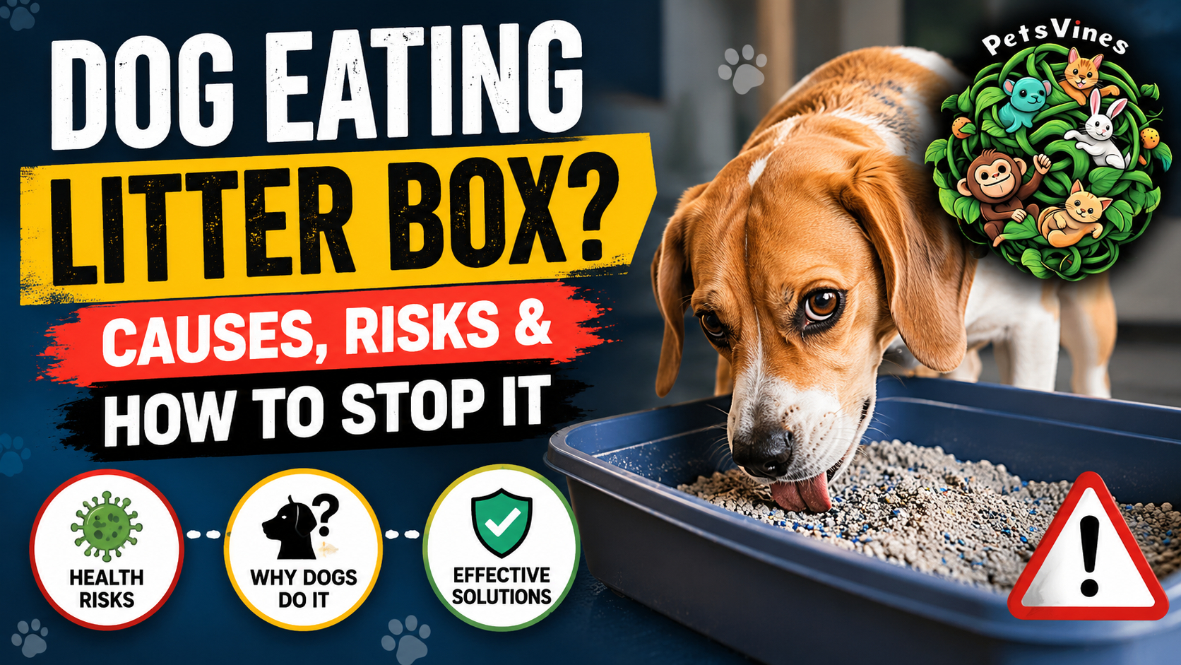 Dog Eating Litter Box? Causes, Risks & How to Stop It