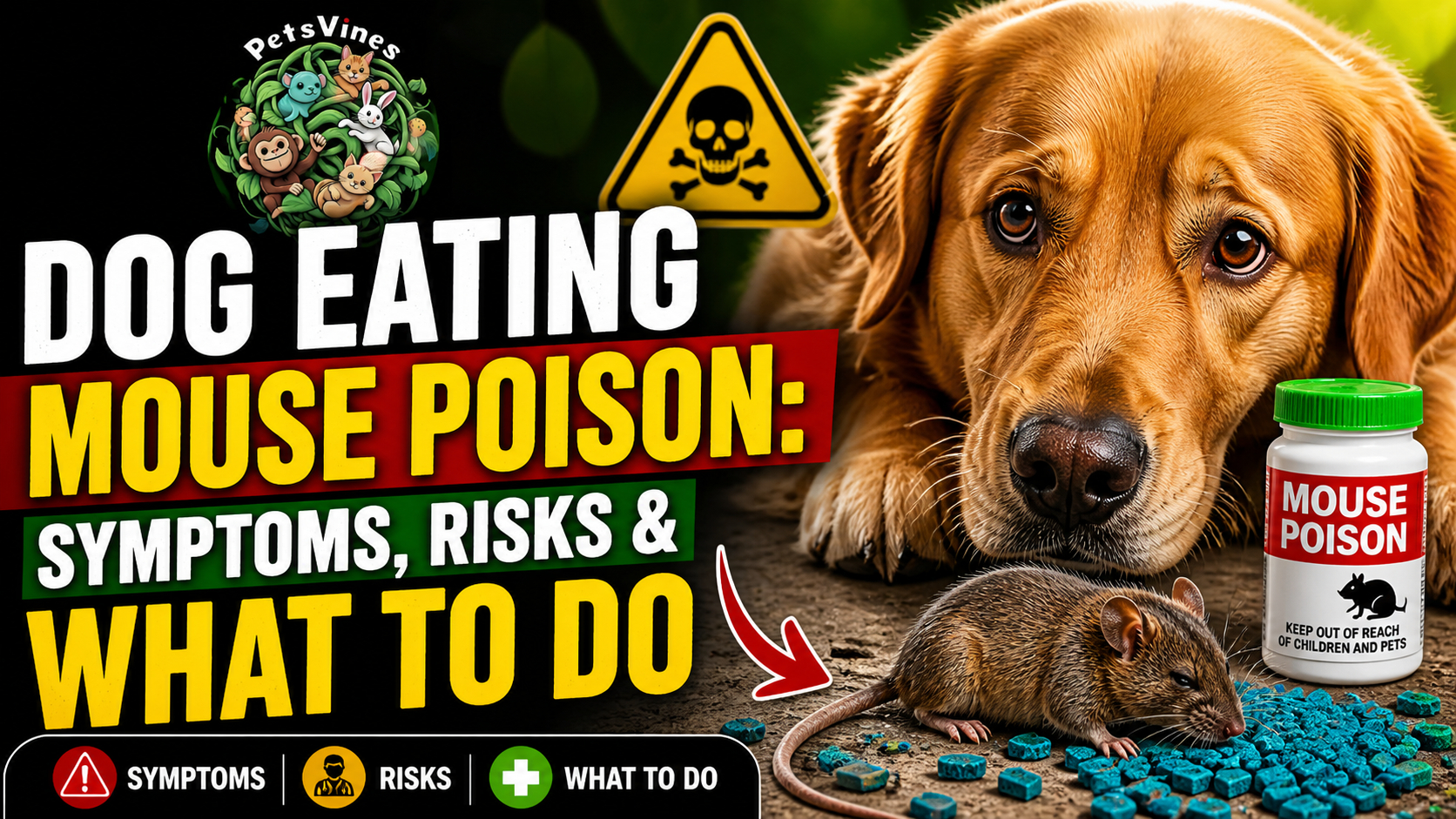 Dog Eating Mouse Poison: Symptoms, Risks & What To Do