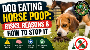 Dog Eating Horse Poop: Risks, Reasons & How to Stop It